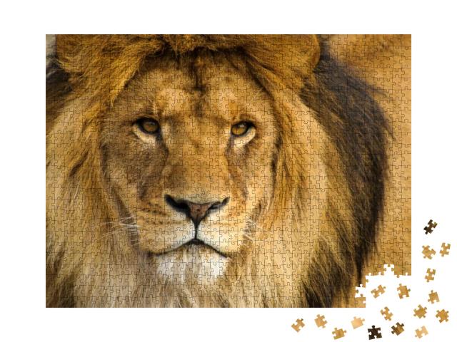 Beautiful Mighty Lion... Jigsaw Puzzle with 1000 pieces
