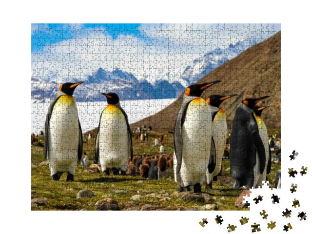 King Penguins on South Georgia Island, Antarctica... Jigsaw Puzzle with 1000 pieces