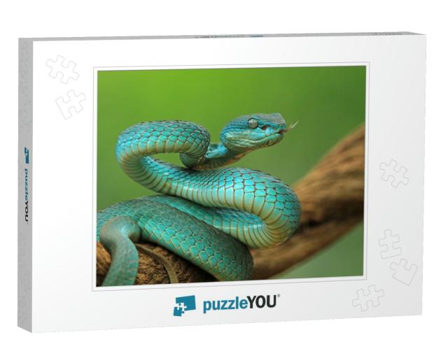 Blue Viper Snake on Branch, Viper Snake Ready to Attack... Jigsaw Puzzle