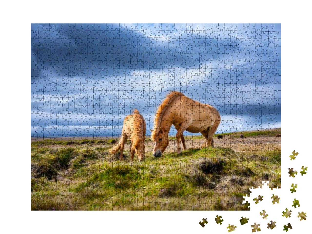 Horses in Iceland. Wild Horses in a Group. Horses on the... Jigsaw Puzzle with 1000 pieces