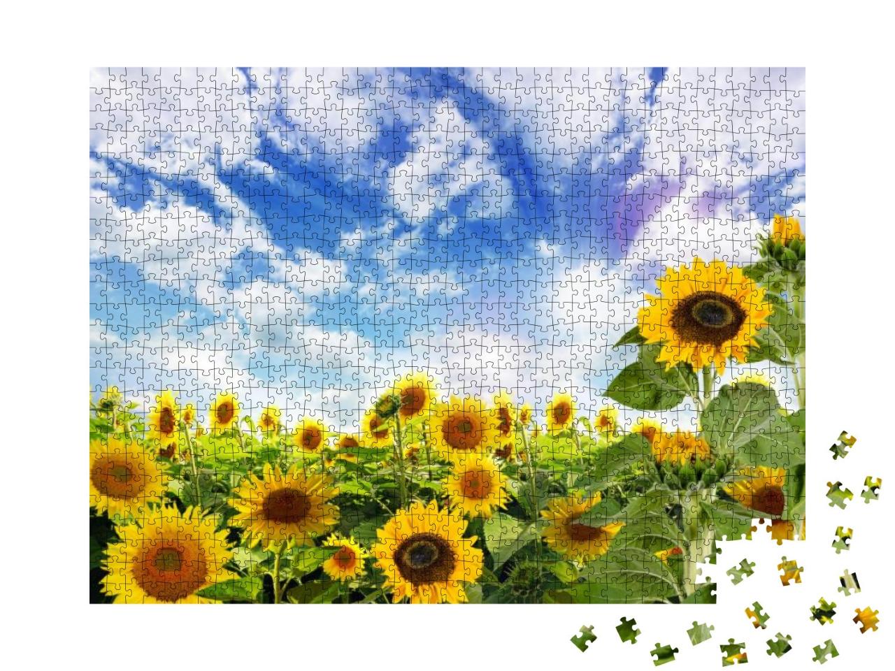 Beautiful Sunflowers in the Field Natural Background, Sun... Jigsaw Puzzle with 1000 pieces