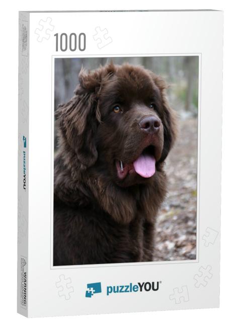 Beautiful Brown Newfoundland Dog Looking Very Sweet... Jigsaw Puzzle with 1000 pieces