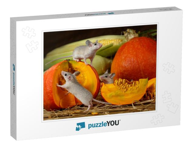 Close-Up Three Young Mice Climbs on Orange Pumpkin in the... Jigsaw Puzzle