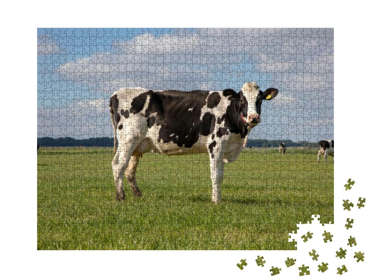 Black Pied Cow, Friesian Holstein, in the Netherlands, St... Jigsaw Puzzle with 1000 pieces
