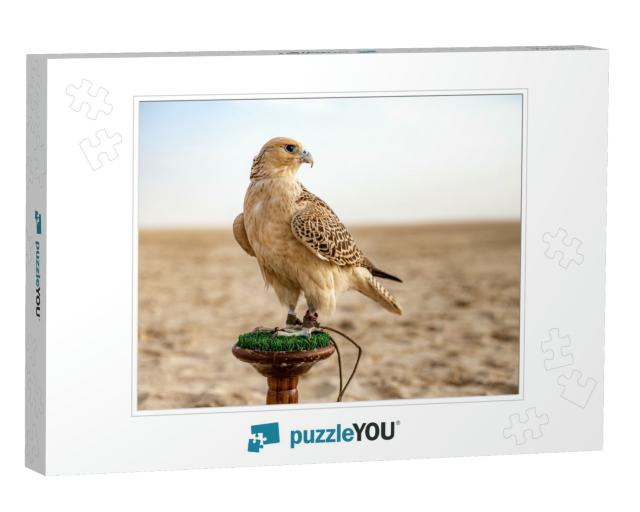 White & Beige Falcon Sitting in the Desert... Jigsaw Puzzle