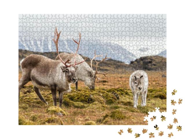 Wild Reindeer Family - Spitsbergen, Svalbard... Jigsaw Puzzle with 1000 pieces