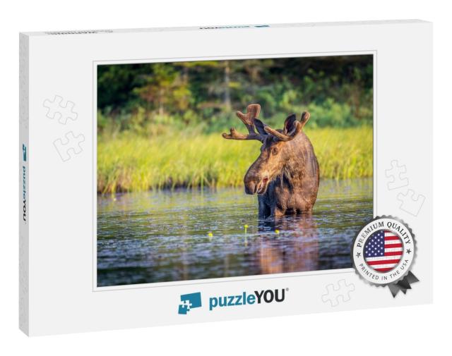 Bull Moose in Algonguin Park, Ontario, Canada... Jigsaw Puzzle
