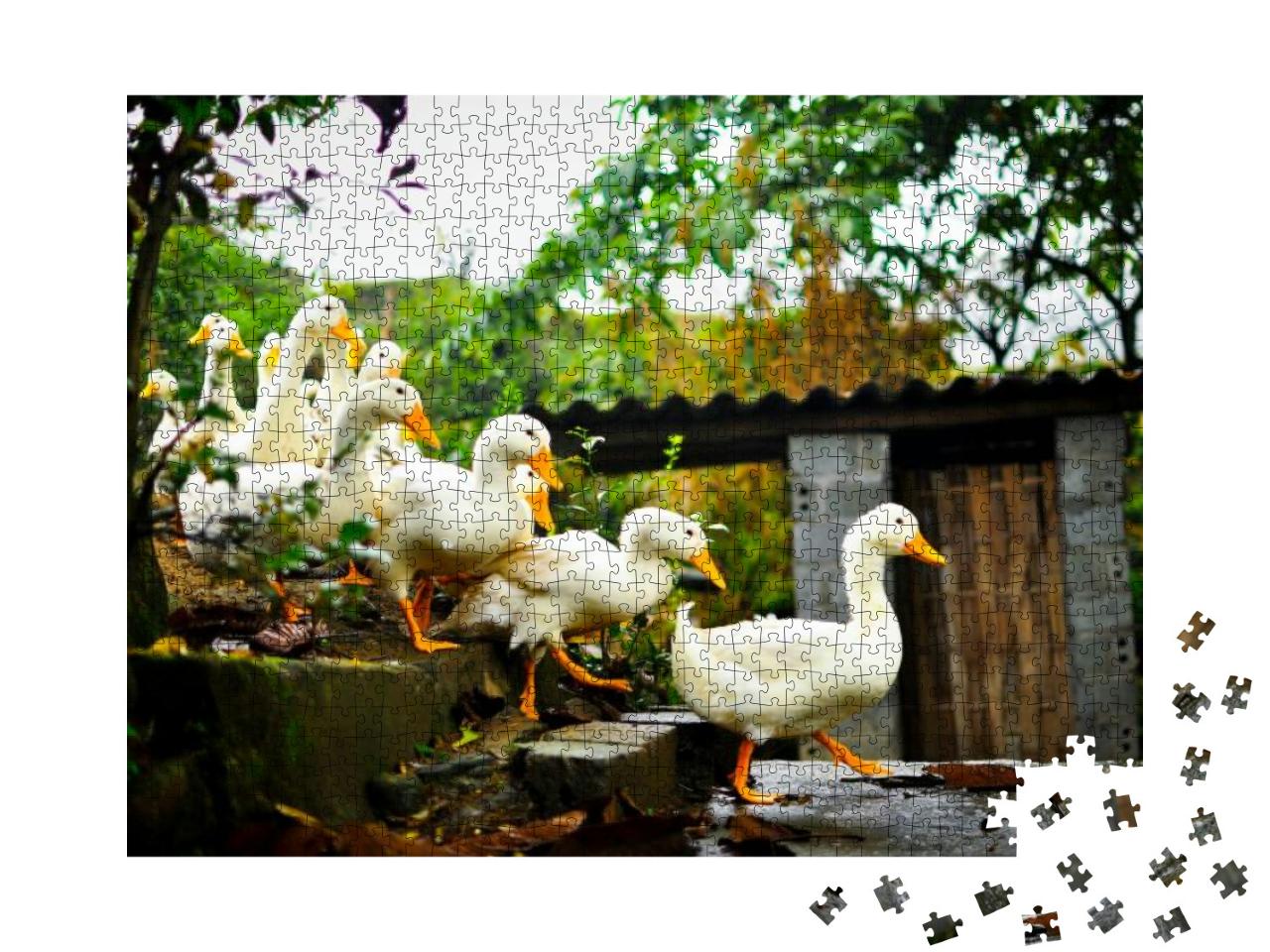 Ducks in a Row Leading the Pack Yellow Beak... Jigsaw Puzzle with 1000 pieces