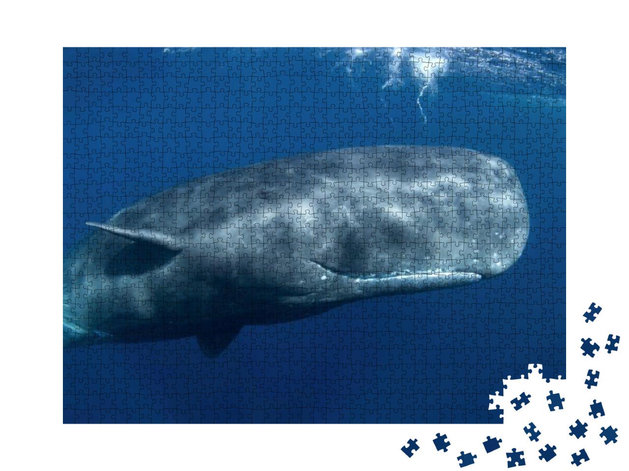 Sperm Whale, Physeter Macrocephalus, Indian Ocean... Jigsaw Puzzle with 1000 pieces