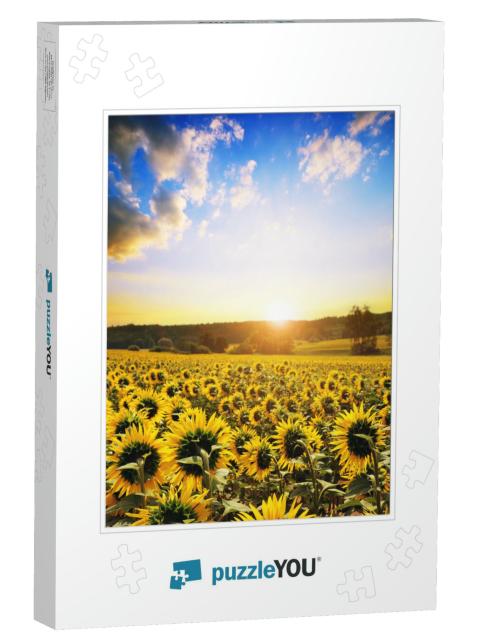 Spring Landscape with Blooming Sunflower Field At Sunset... Jigsaw Puzzle