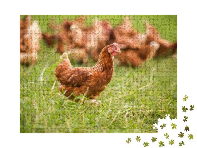 Chickens Walk on the Grass in the Morning... Jigsaw Puzzle with 1000 pieces