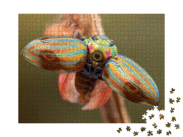 Close Up of a Rosemary Beetle with Wide Open Hard Wings... Jigsaw Puzzle with 1000 pieces
