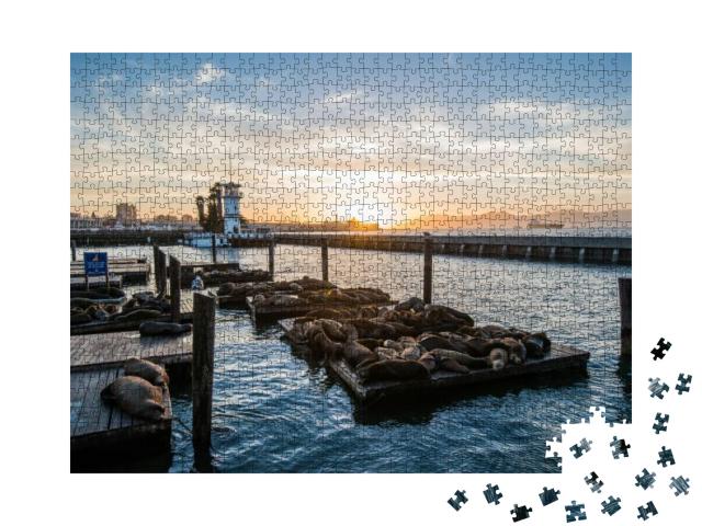 Seal Sea Lions At the Pier 39 of San Francisco with Beaut... Jigsaw Puzzle with 1000 pieces