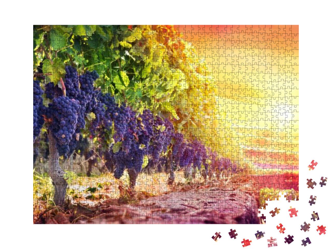 Ripe Grapes in Vineyard At Sunset - Harvest... Jigsaw Puzzle with 1000 pieces