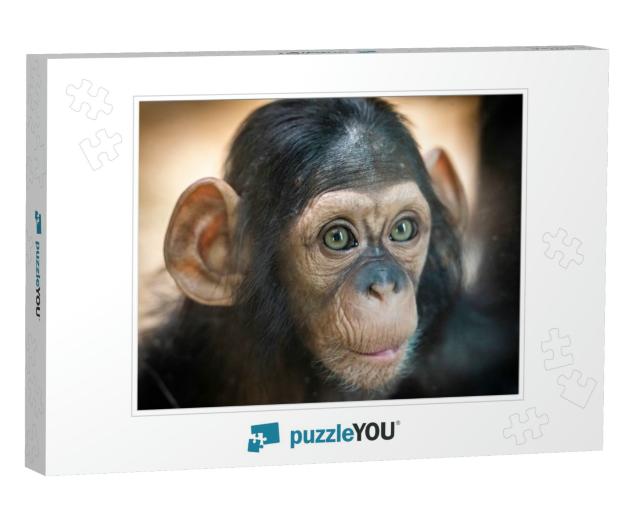 Portrait of a Baby Chimpanzee in Pilsen in Czech Republic... Jigsaw Puzzle