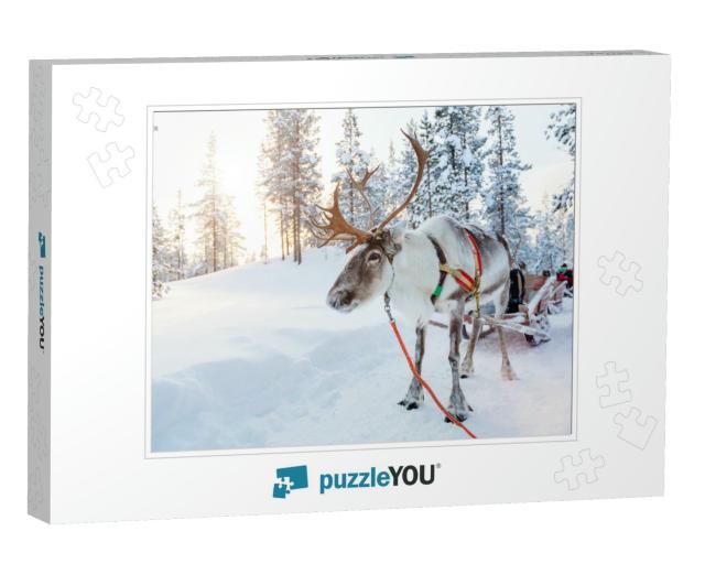 Reindeer in a Winter Forest in Finnish Lapland... Jigsaw Puzzle