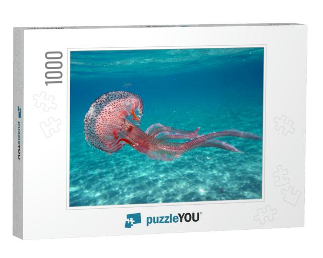 Tuscany, Italy. Pelagia Noctiluca Jellyfish in the Sea of... Jigsaw Puzzle with 1000 pieces