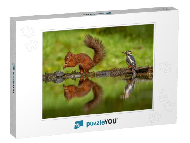 Red Squirrel Sciurus Vulgaris & a Greater Spotted Woodpec... Jigsaw Puzzle