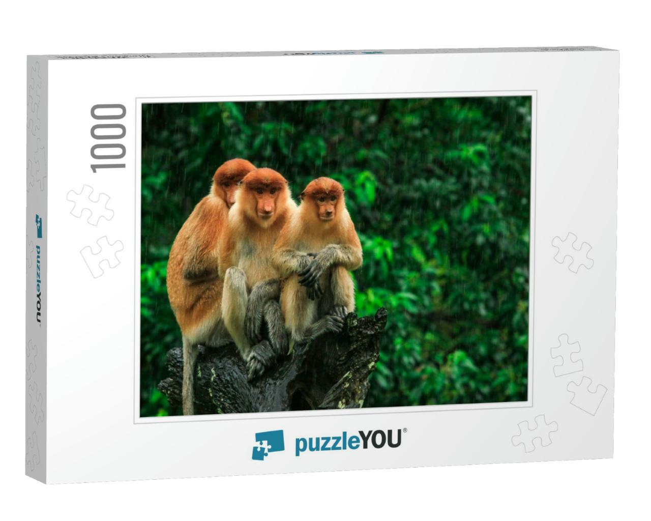 Three Hiding Proboscis Monkeys Looking in the Trees, Born... Jigsaw Puzzle with 1000 pieces