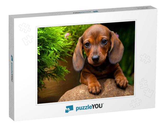 Dachshund Dog Summer Garden... Jigsaw Puzzle