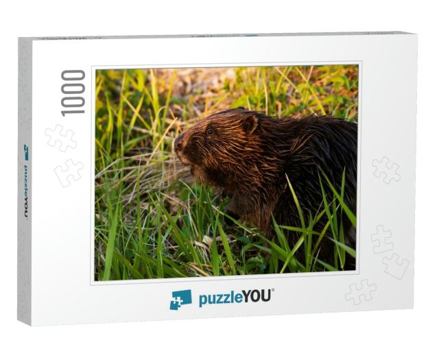 Eurasian Beaver Castor Fiber in the Middle of Lush & Gree... Jigsaw Puzzle with 1000 pieces