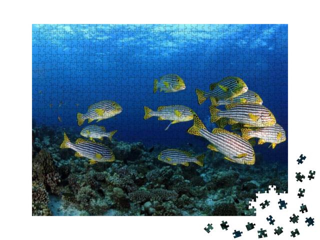Oriental Sweetlips in the Tropical Waters of the Maldives... Jigsaw Puzzle with 1000 pieces