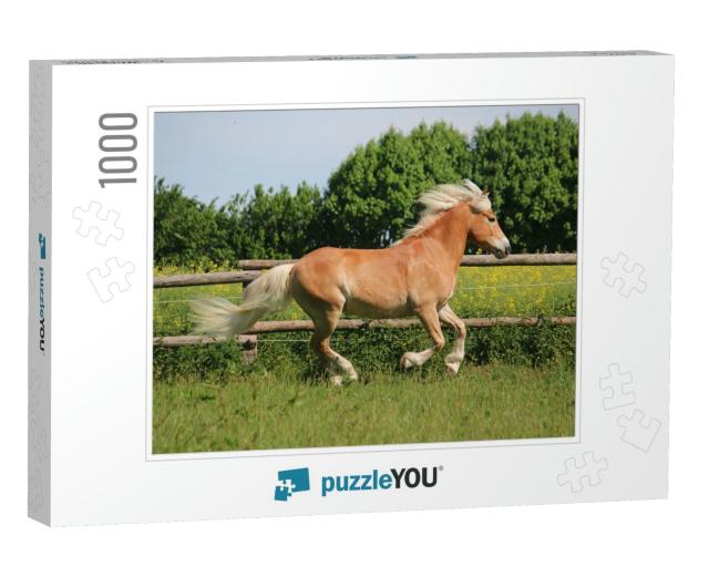 Beautiful Haflinger Horse is Running on the Paddock in th... Jigsaw Puzzle with 1000 pieces
