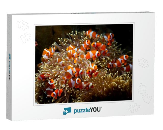 Cute Anemone Fish Playing on the Coral Reef, Beautiful Co... Jigsaw Puzzle