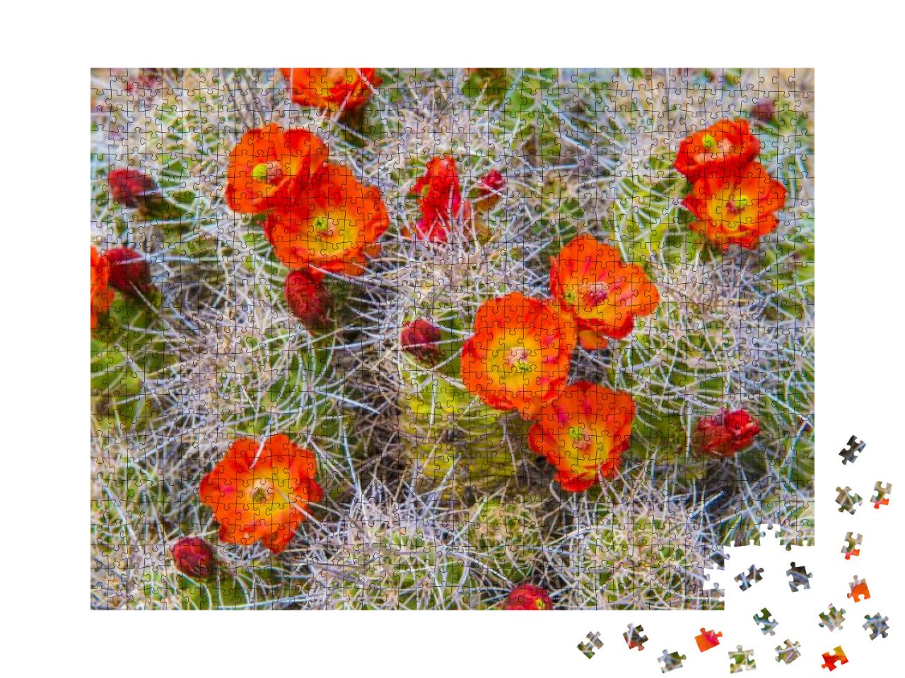 Mojave Mound Cactus... Jigsaw Puzzle with 1000 pieces
