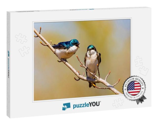 Cute Tree Swallow Birds Couple Mating Close Up Portrait i... Jigsaw Puzzle