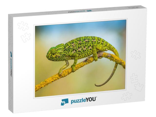 Common Chameleon... Jigsaw Puzzle