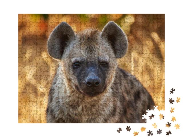 Young Hyena During Golden Hour... Jigsaw Puzzle with 1000 pieces