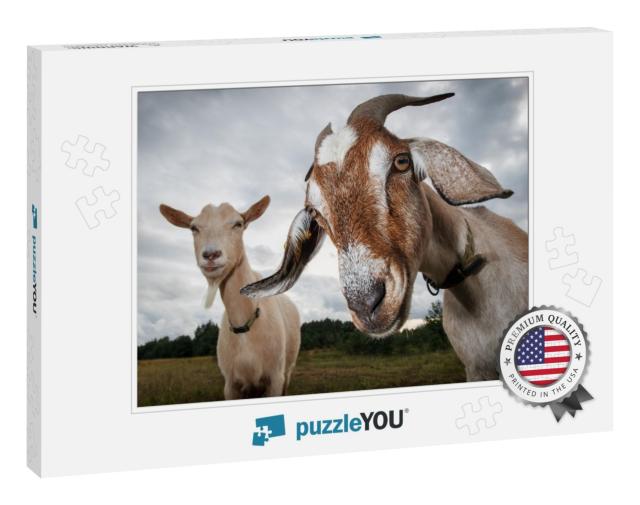Two Goats Look At the Camera... Jigsaw Puzzle