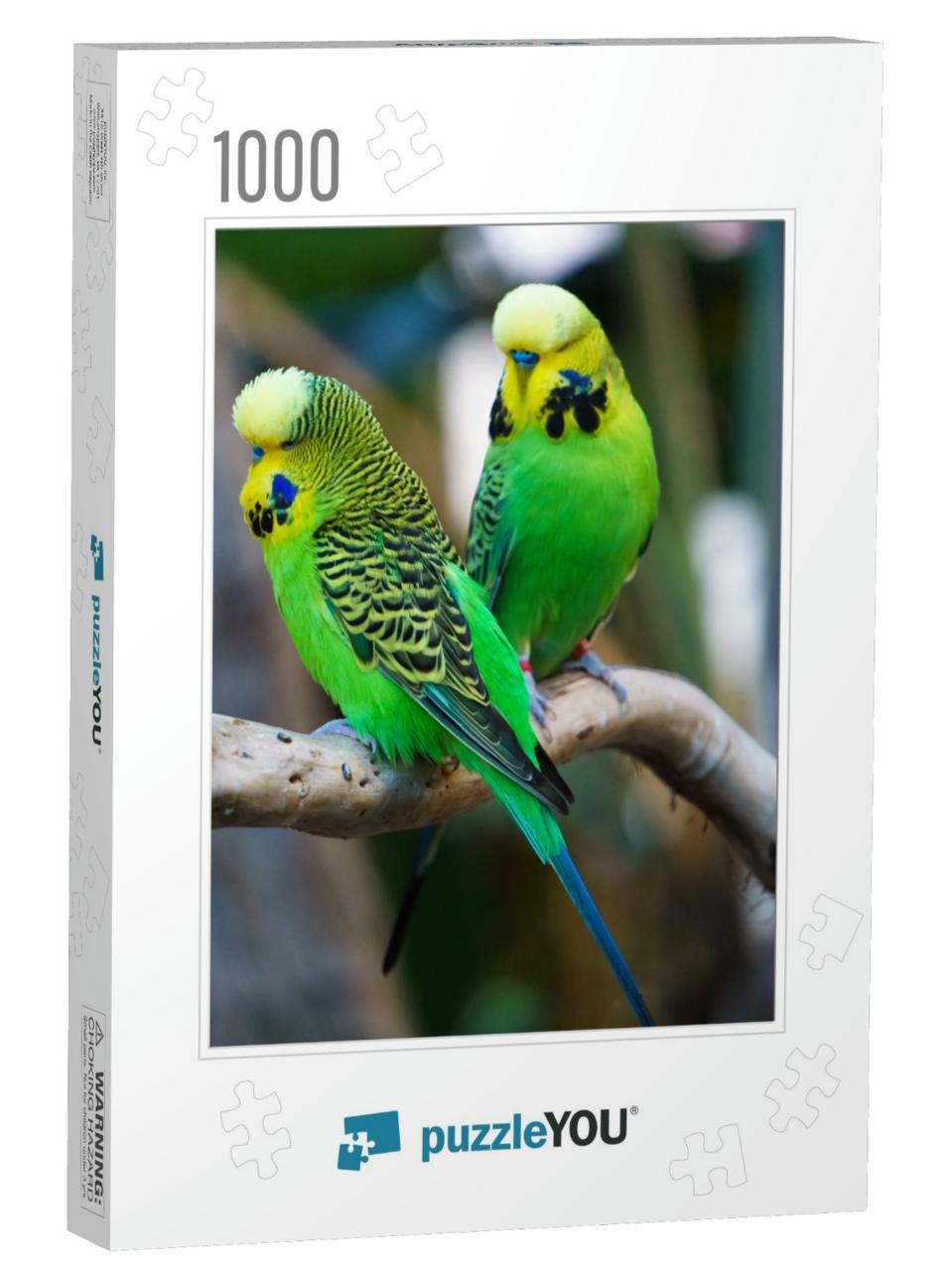 Two Budgerigars Parrot Birds Nicknamed the Budgie or the... Jigsaw Puzzle with 1000 pieces