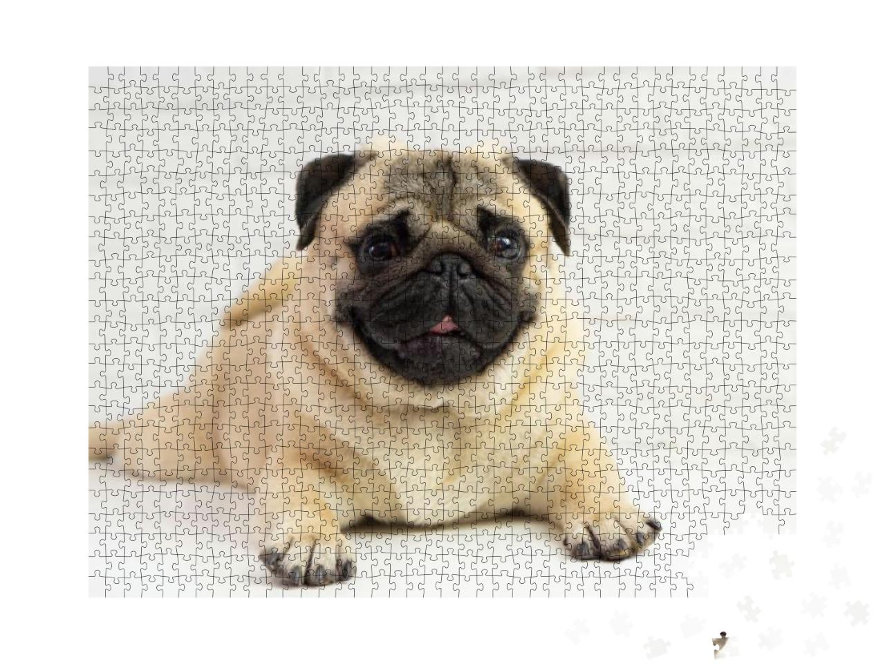 Funny Pug Dog Lies on the Background of a White Brick Wal... Jigsaw Puzzle with 1000 pieces