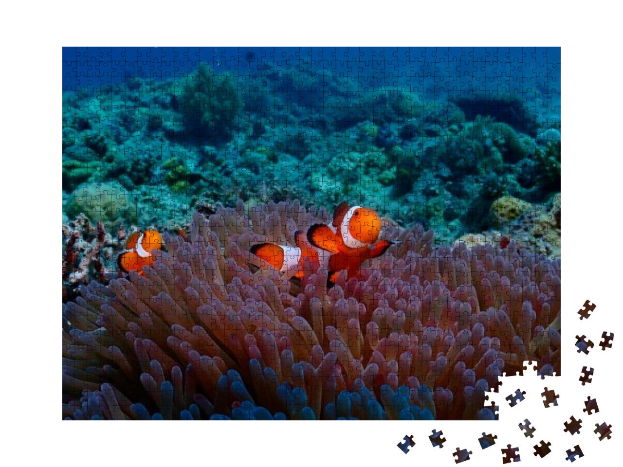 Anemone Fish from Malapascua Dive Site... Jigsaw Puzzle with 1000 pieces