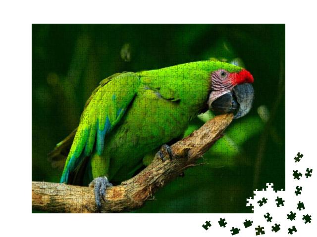 Green Parrot Great-Green Macaw, Ara Ambigua. Wild Rare Bi... Jigsaw Puzzle with 1000 pieces