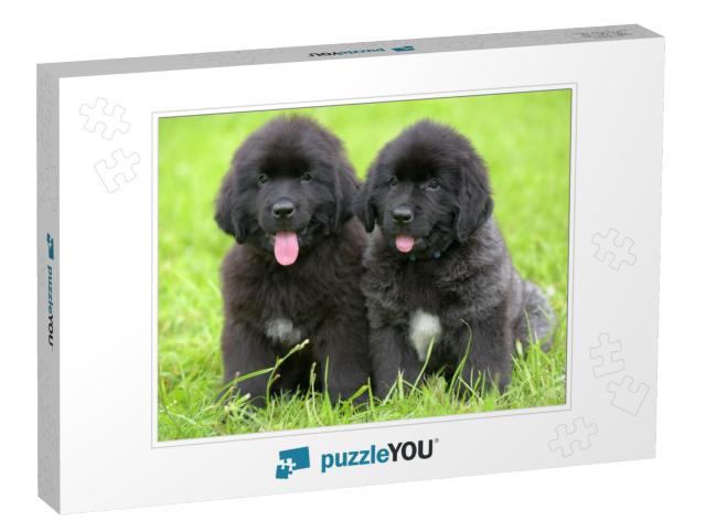 Two Small Black Puppies of Newfoundland... Jigsaw Puzzle