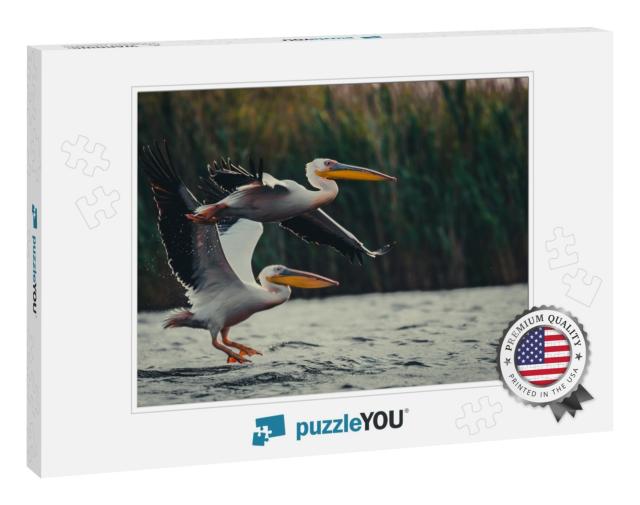 Two Pelicans... Jigsaw Puzzle