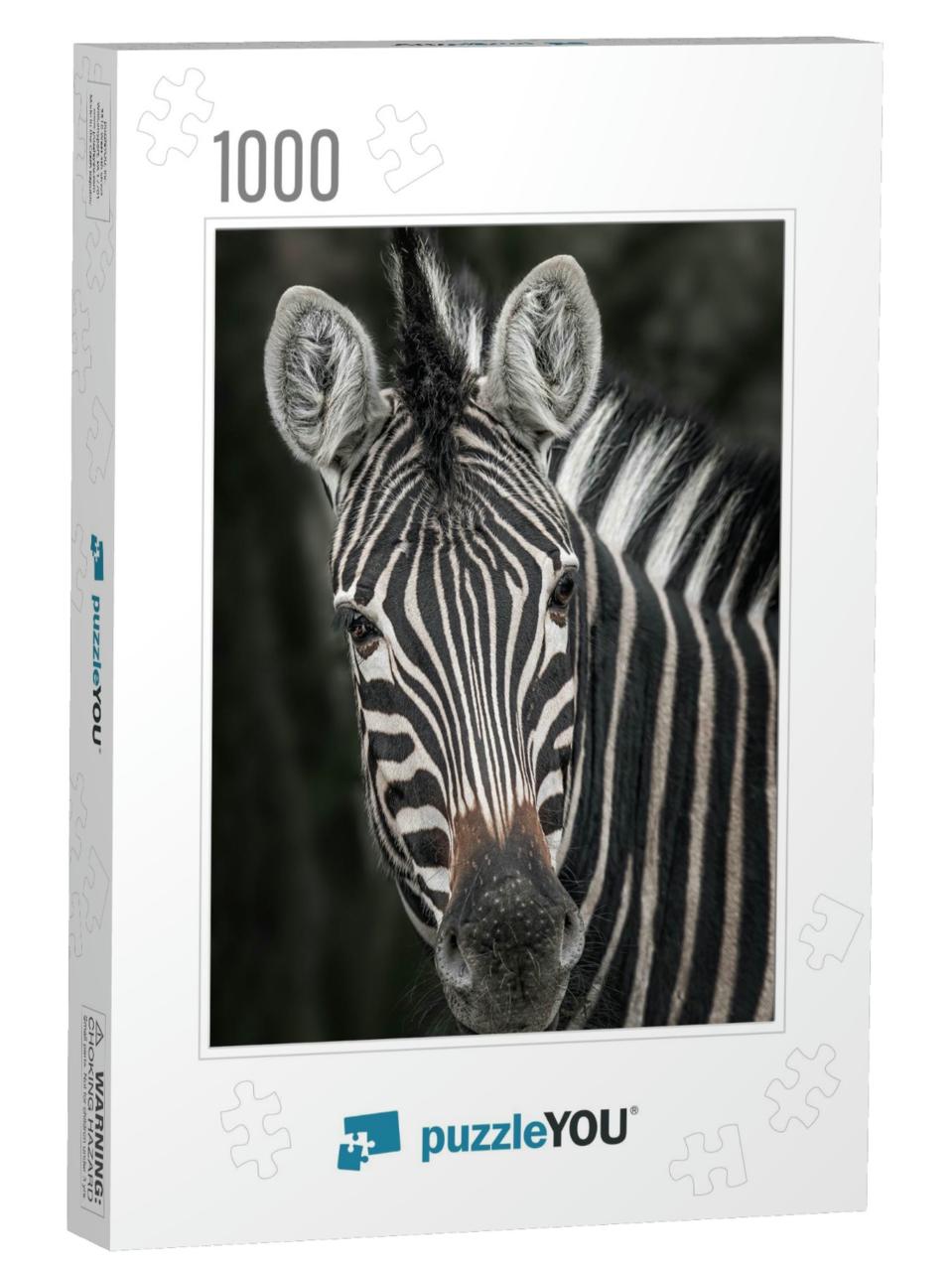 Chapmans Zebra, Equus Quagga Chapmani, Close Up of the Fa... Jigsaw Puzzle with 1000 pieces