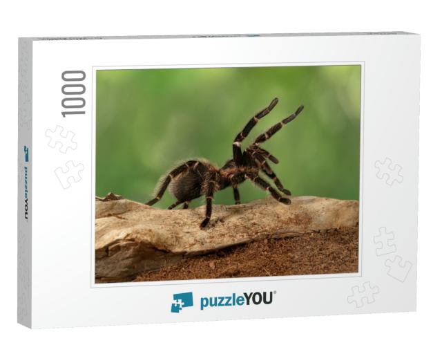 Closeup Female of Spider Tarantula Lasiodora Parahybana i... Jigsaw Puzzle with 1000 pieces