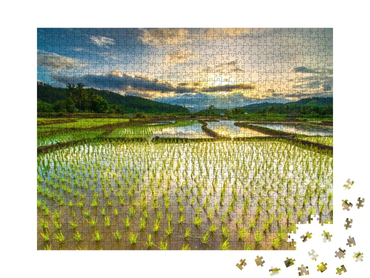 Beautiful Rice Fields... Jigsaw Puzzle with 1000 pieces