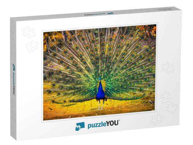 Blue Peacock Showing Its Feathers. Beautiful Bird Backgro... Jigsaw Puzzle