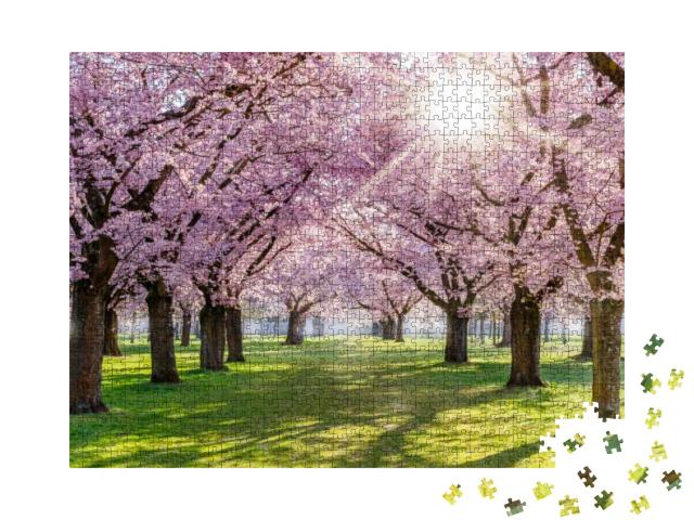Cherry Blossoming Trees & Sun Light in Park. Sakura Cherr... Jigsaw Puzzle with 1000 pieces