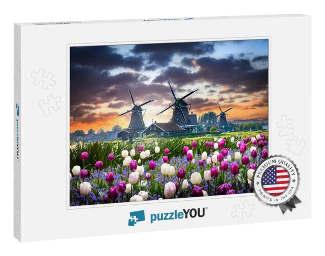 Netherlands Landscape with Beautiful Violet & White Tulip... Jigsaw Puzzle