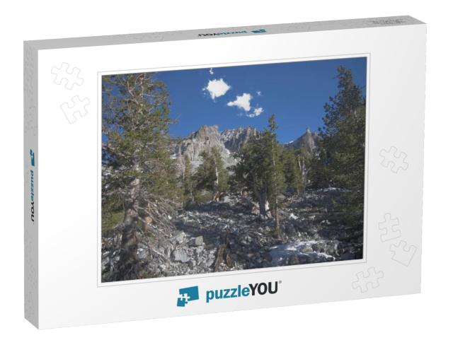 Bristlecone Pines in Great Basin National Park in Nevada_... Jigsaw Puzzle