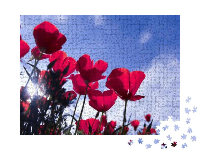 Poppy Flower for Remembrance Day, Memorial Day, Anzac Day... Jigsaw Puzzle with 1000 pieces