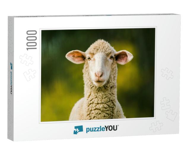 Sheep Looking At Camera on Green Background. Copy Space f... Jigsaw Puzzle with 1000 pieces