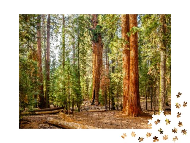 Sequoia National Park At Autumn. California, United State... Jigsaw Puzzle with 1000 pieces