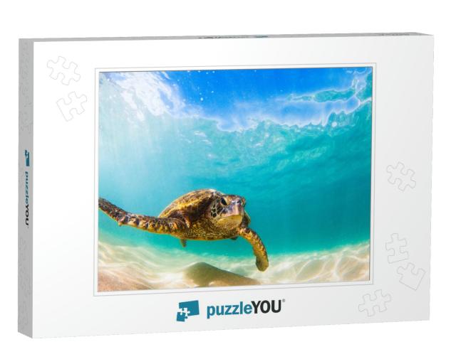 Hawaiian Green Sea Turtle Cruising in the Warm Waters of... Jigsaw Puzzle